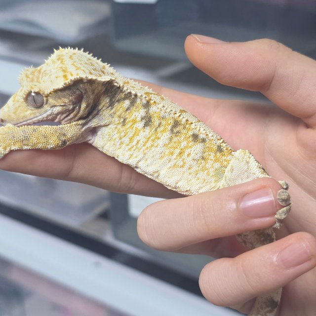 노멀 트라이 드리피 화이트스팟 화이트크라운