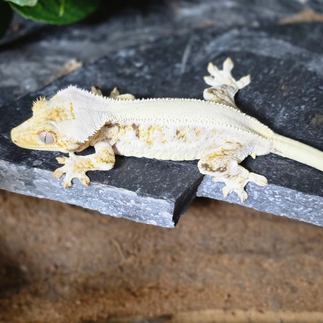 화이트 솔리드백 드리피 릴리화이트