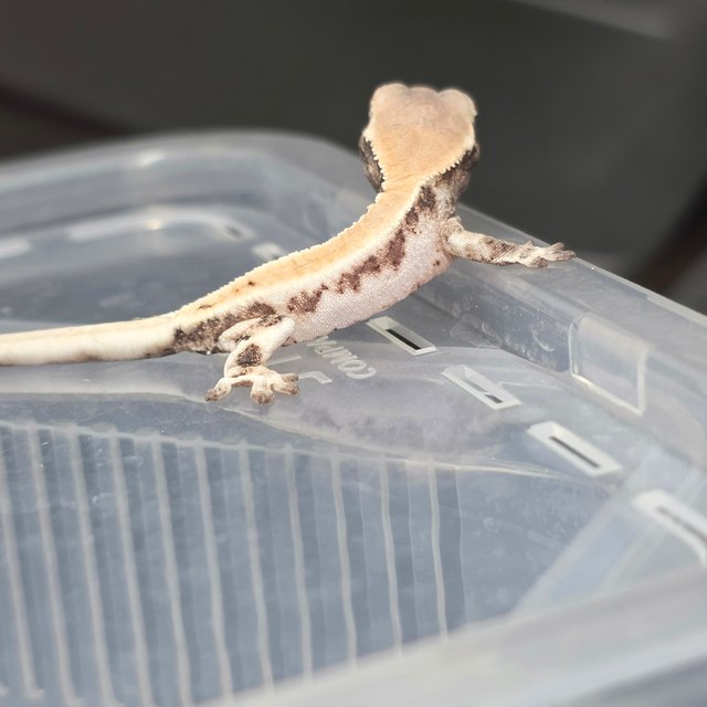 릴리 세이블 릴리화이트 세이블 화이트 솔리드백 화이트핀