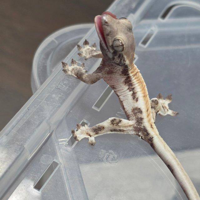 릴리 세이블 릴리화이트 세이블 화이트 솔리드백 화이트핀