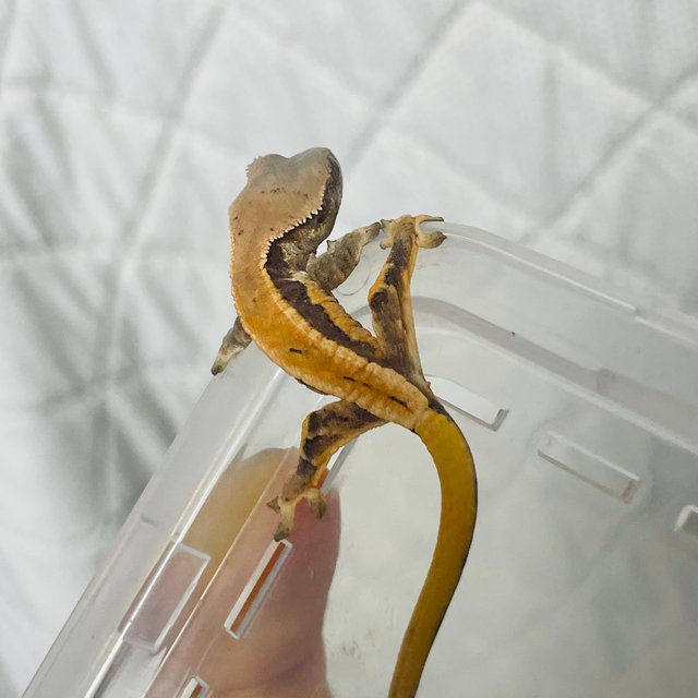 릴리 세이블 릴리화이트 세이블