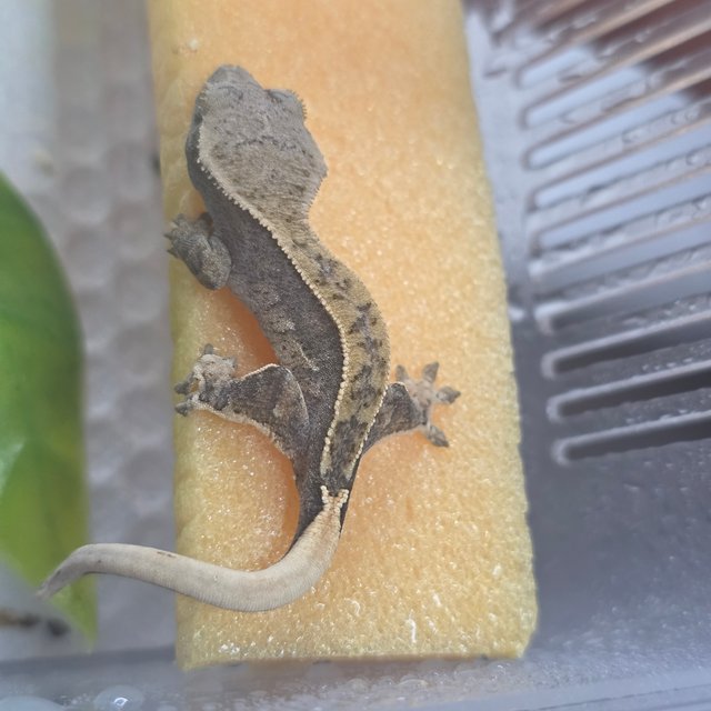 노멀 핀스트라이프 쿼드 익스트림할리퀸