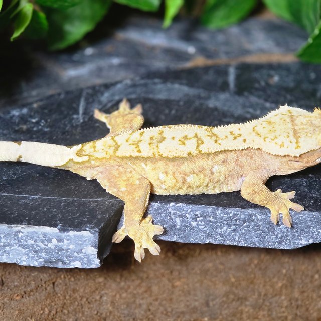 노멀 화이트포트홀