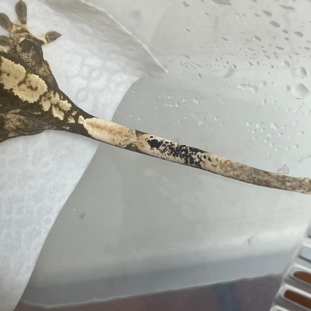 노멀 드리피 화이트스팟