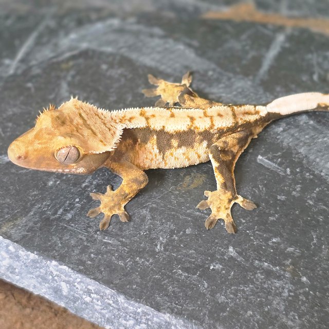 노멀 트라이 드리피 화이트스팟 익스트림할리퀸