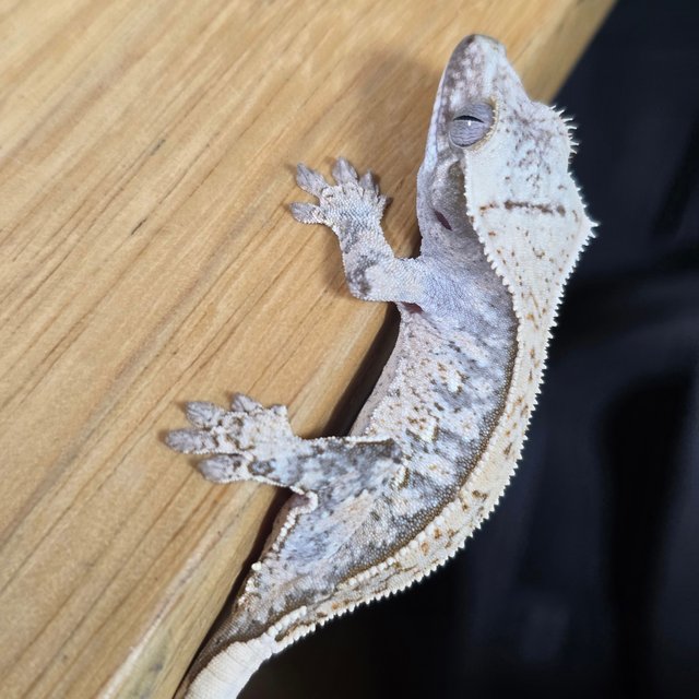 노멀 드리피 화이트스팟 쿼드