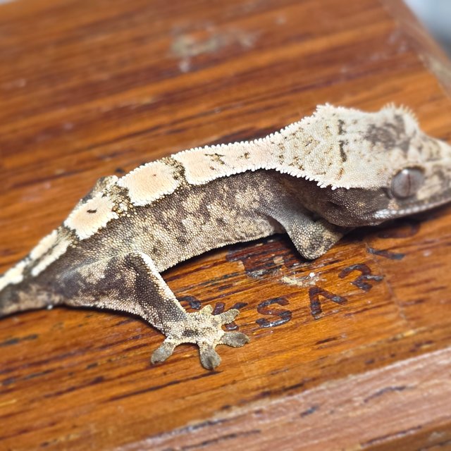 세이블 화이트스팟 화이트포트홀 화이트