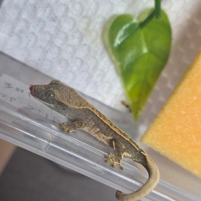 노멀 핀스트라이프 쿼드 익스트림할리퀸