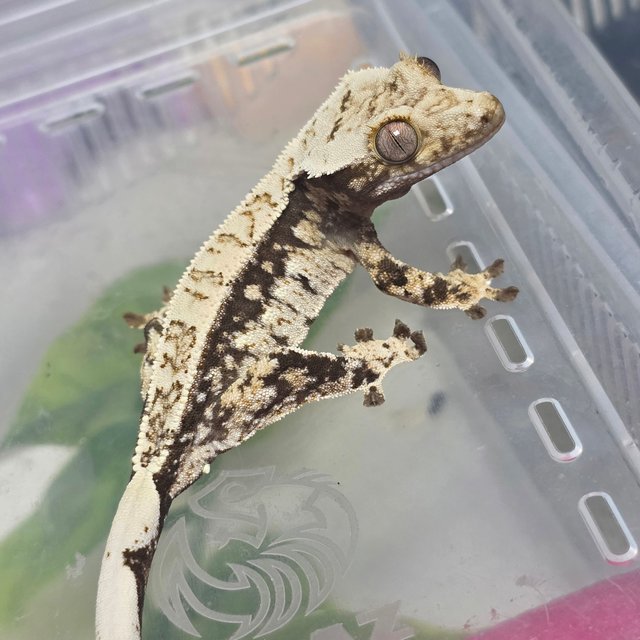 노멀 트라이 드리피 화이트스팟 화이트 화이트크라운