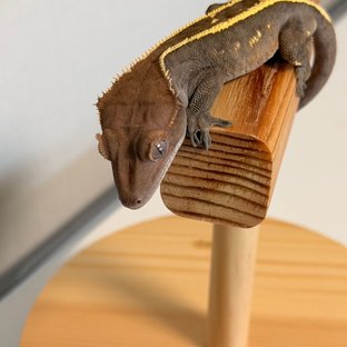 100%헷아잔틱 세이블