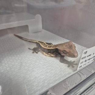 카푸치노 100%헷아잔틱