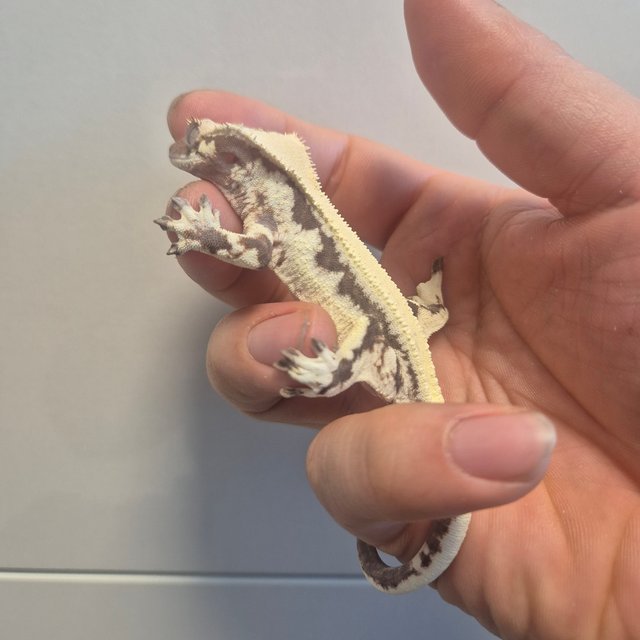 100%헷아잔틱 릴리 세이블