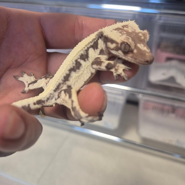 100%헷아잔틱 릴리 세이블