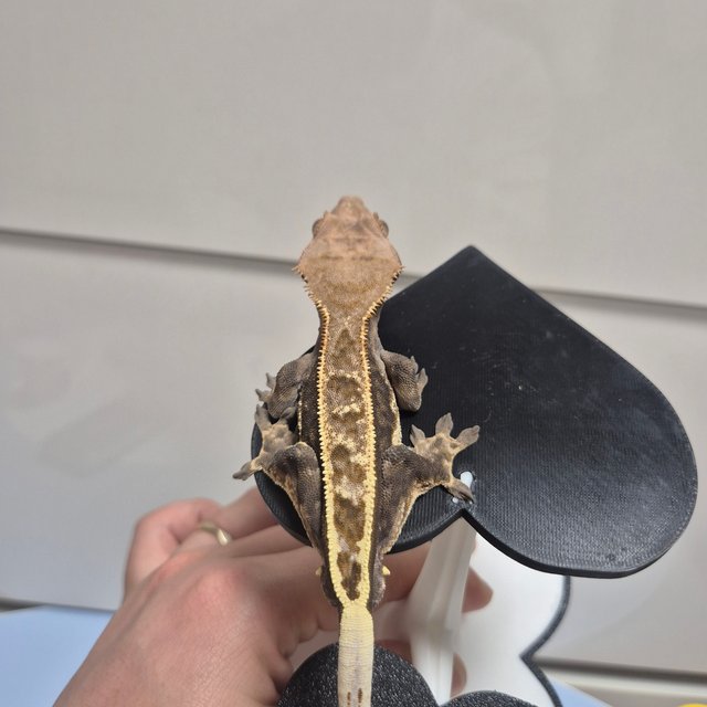 카푸치노 100%헷아잔틱