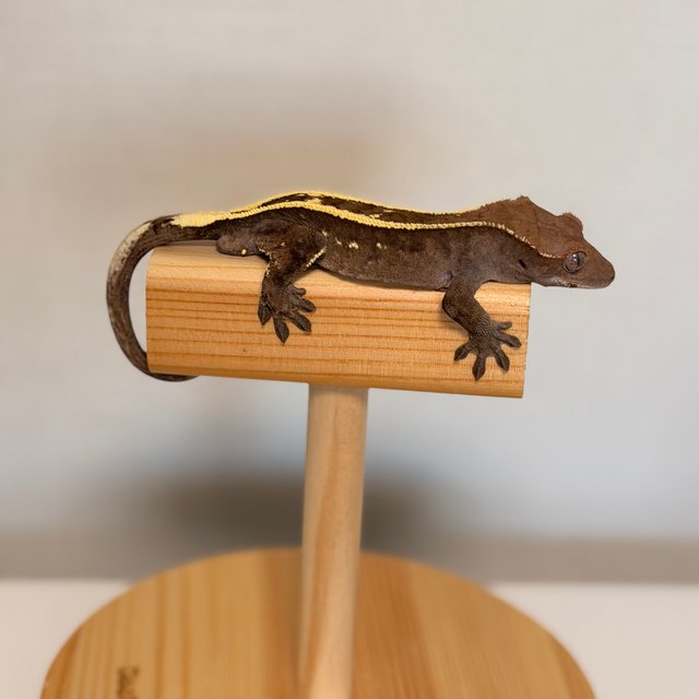 100%헷아잔틱 세이블