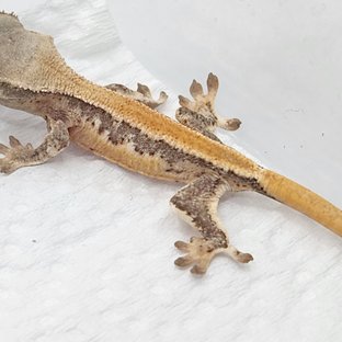 릴리화이트 솔리드백