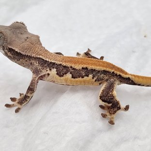 릴리화이트 드리피 솔리드백