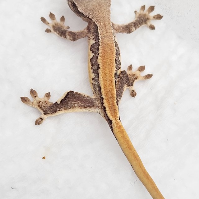 릴리화이트 드리피 솔리드백