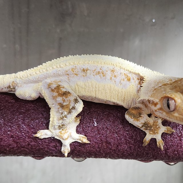 릴리화이트 트라이