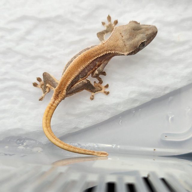 릴리화이트 솔리드백