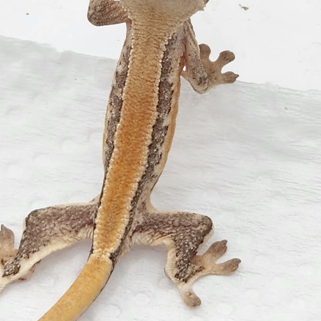 릴리화이트 솔리드백