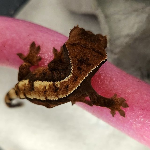 세이블