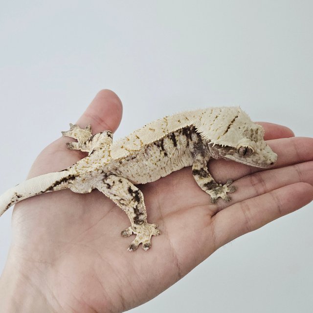 노멀 트라이 드리피