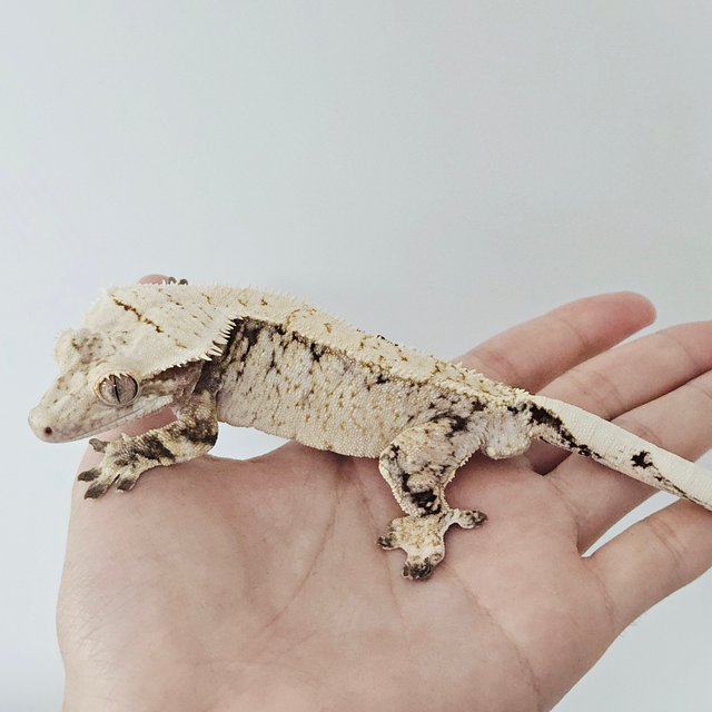 노멀 트라이 드리피