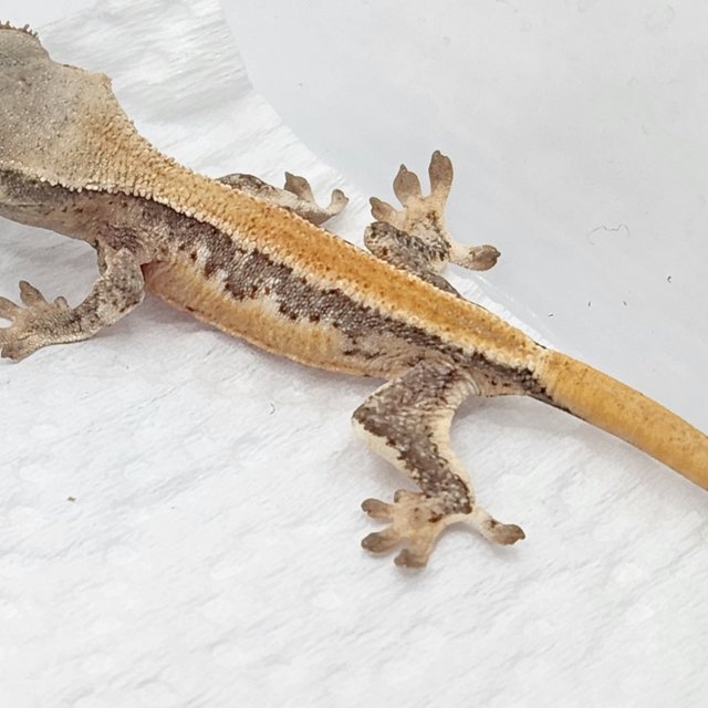 릴리화이트 솔리드백