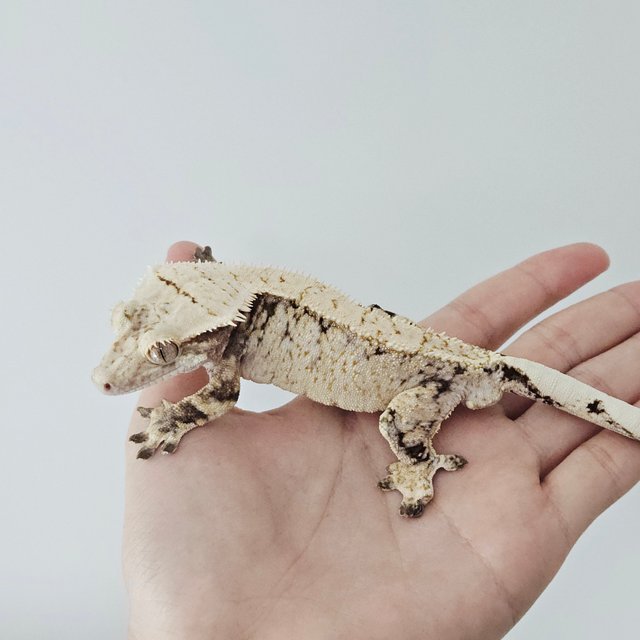 노멀 트라이 드리피