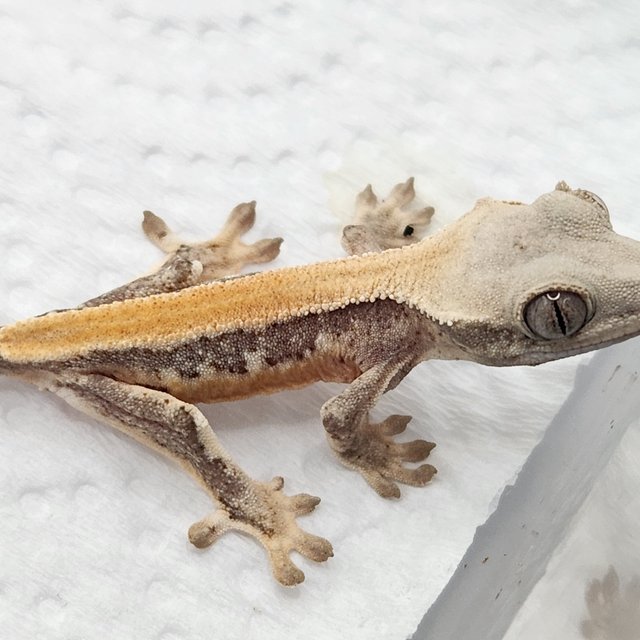 릴리화이트 솔리드백