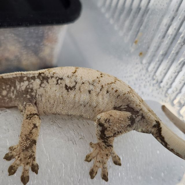 노멀 드리피 익스트림할리퀸