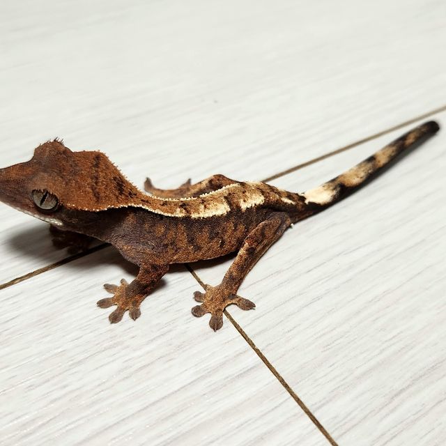 세이블