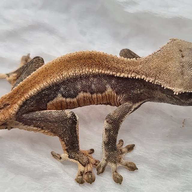 릴리화이트 솔리드백