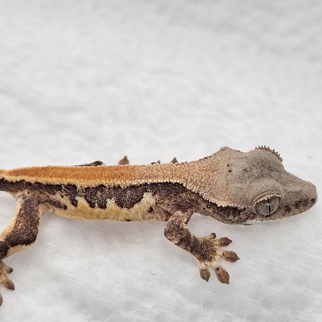 릴리화이트 드리피 솔리드백