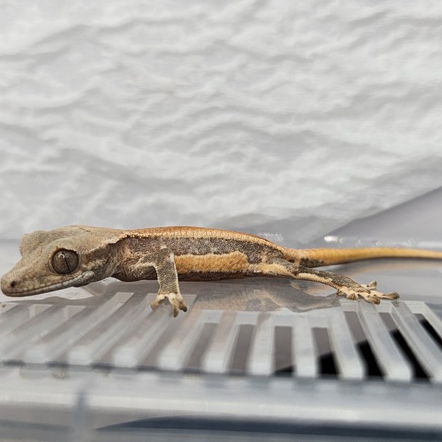 릴리화이트 솔리드백