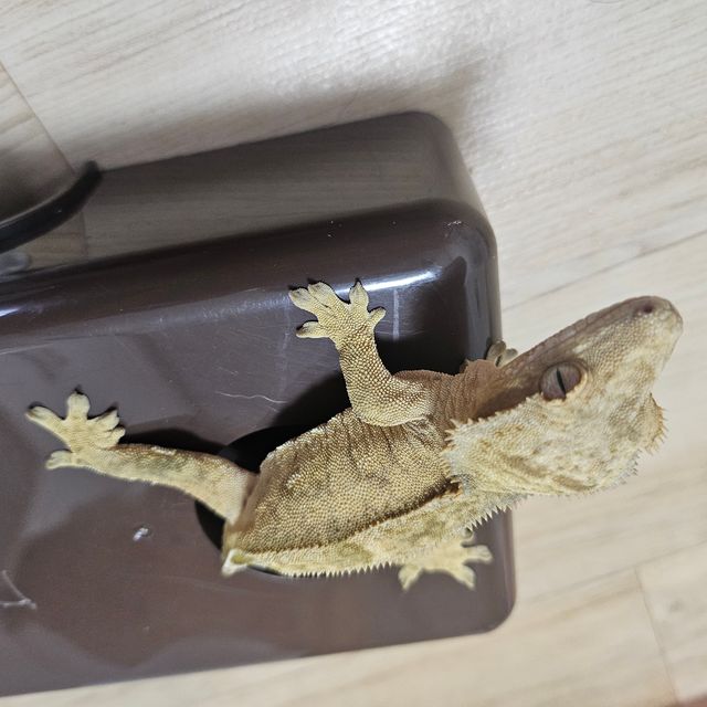 100%헷아잔틱