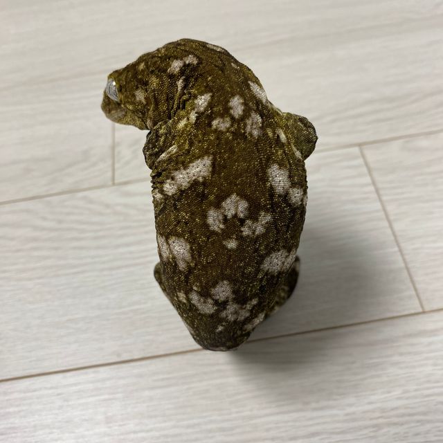 누아미 모로
