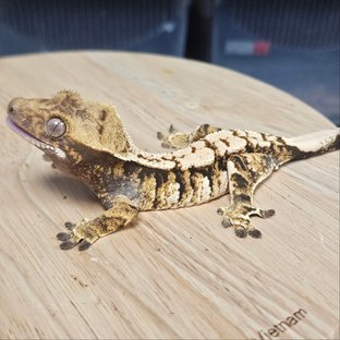 노멀 트라이 익스트림할리퀸