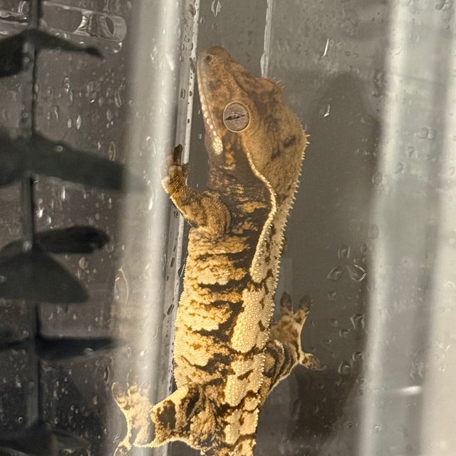 노멀 트라이 익스트림할리퀸