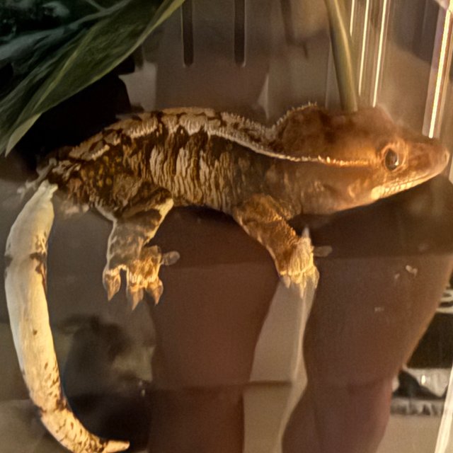 노멀 트라이 익스트림할리퀸