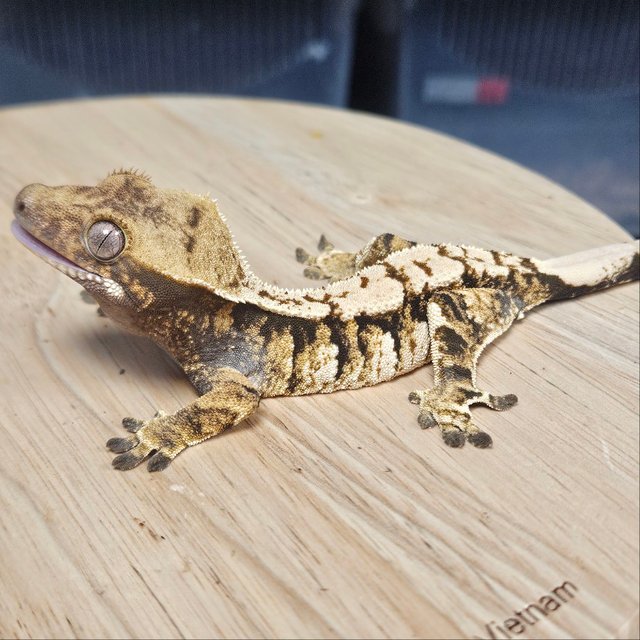 노멀 트라이 익스트림할리퀸