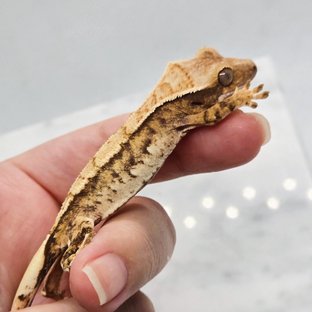 노멀 트라이 익스트림할리퀸 텐저린