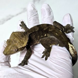 챠콜 다크 벅스킨