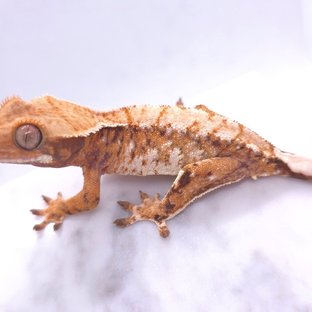 노멀 드리피 트라이 익스트림할리퀸 화이트스팟