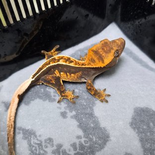 노멀 100%헷아잔틱 쿼드 핀스트라이프