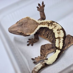 이븐
