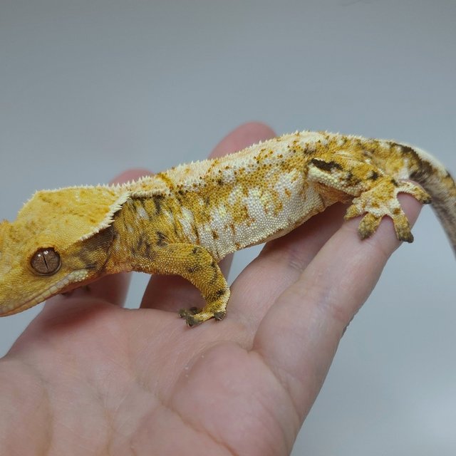 트라이 익스트림할리퀸 화이트스팟 화이트크라운 텐저린