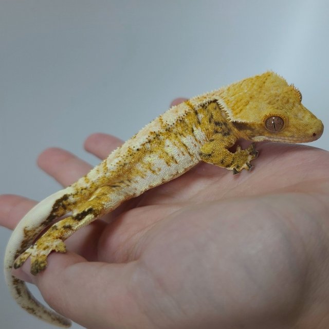 트라이 익스트림할리퀸 화이트스팟 화이트크라운 텐저린