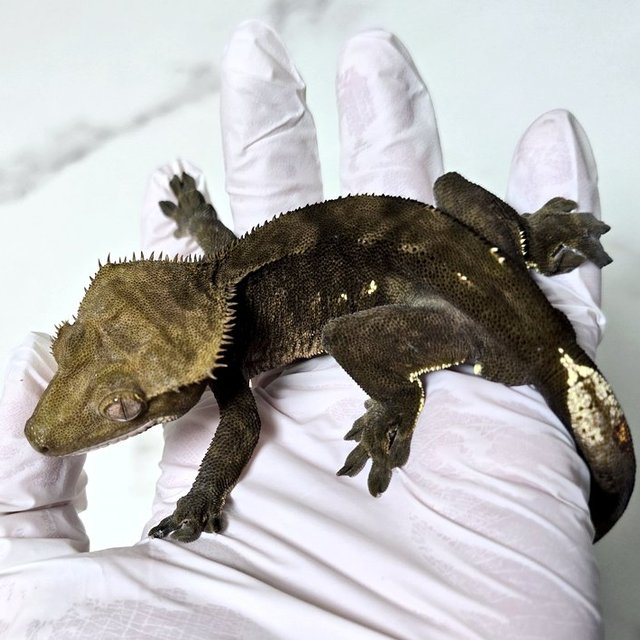 챠콜 다크 벅스킨